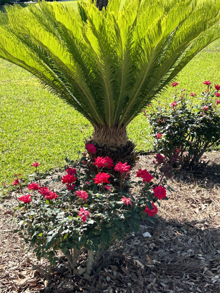 HOA Documents Carnoustie Place HOA